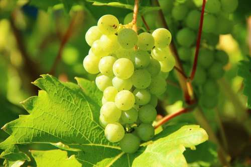 Grapes Wine Fruit Vines Vines Stock Winegrowing