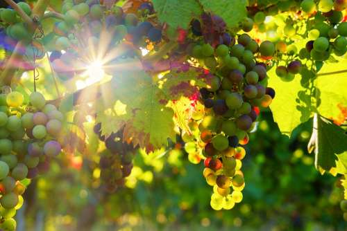 Grapes Sun Sunbeam Fruit Vines Rebstock Wine
