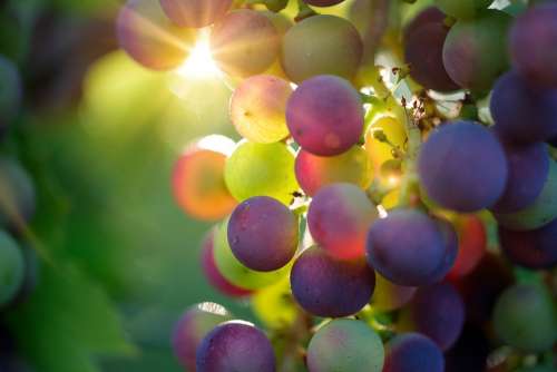 Grapes Sun Sunbeam Fruit Vines Rebstock Wine