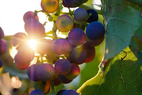 Grapes Sun Sunbeam Fruit Vines Rebstock Wine