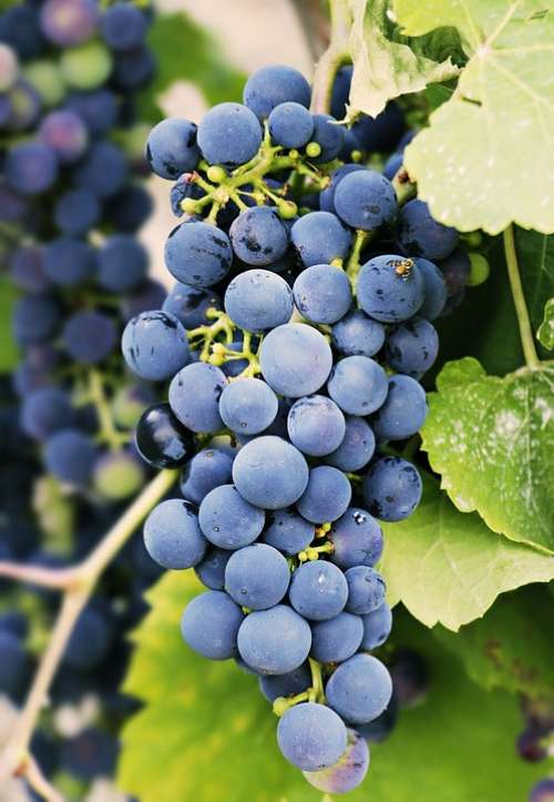 Grapes Grapevine Vine Fruit Wine Winegrowing