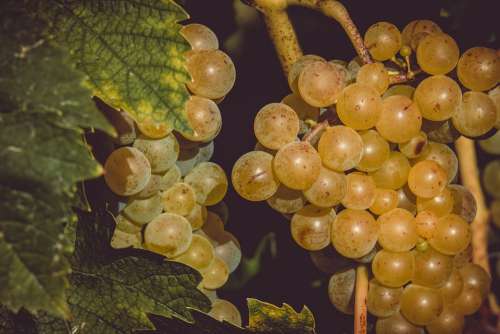 Grapes Fruit Table Grapes Healthy Grapevine Vine
