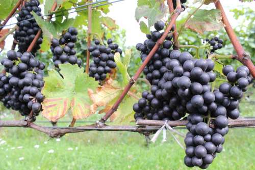 Grapes Vintage Red Grapes Vines Vineyard Autumn