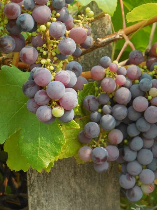Grapes Grapevine Vine Vineyard Fruit Vines Sweet