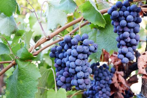 Grapes Blue Fruit Food Healthy Fresh Natural