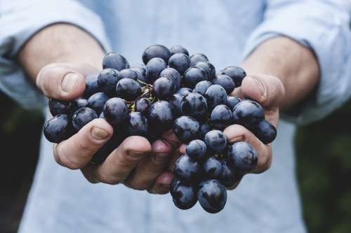 Grapes Bunch Fruit Holding Harvest Ripe Organic