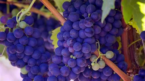 Grapes Fruits Vines Purple Healthy Food