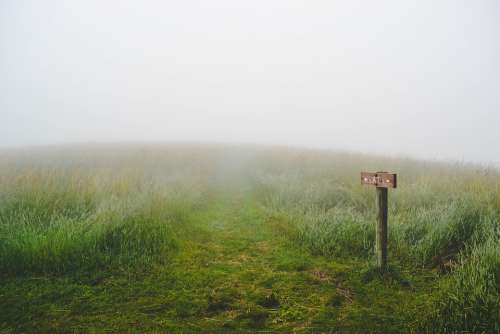 Grass Wilderness Green Path Paths Meadow Plan