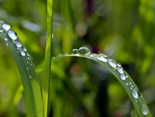 Drip Grass Raindrop Mood Drop Of Water Green