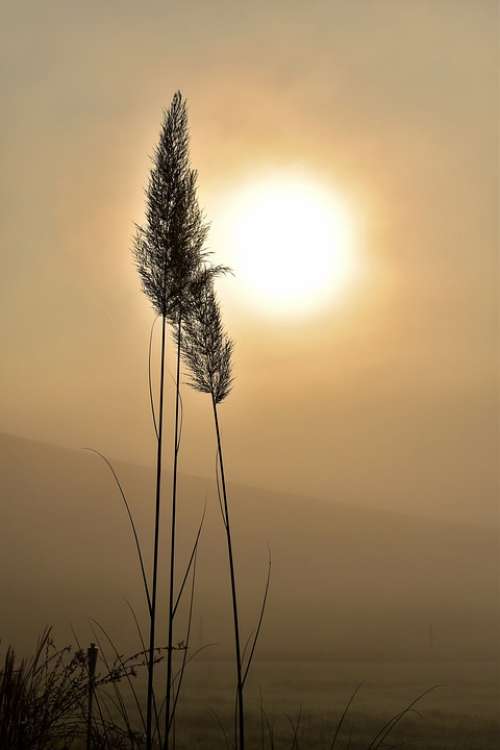 Grass Grasses Backlighting Colourless Nature Sun