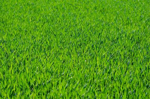 Grass Grassy Lawn Stalks Green Background
