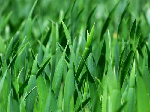 Grass Blades Of Grass Nature Meadow Close Up Green