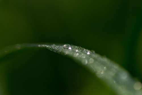 Grass Water Drops Dew