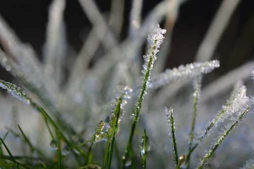 Grass Cold Winter Frozen Crystal Eiskristalle Ice