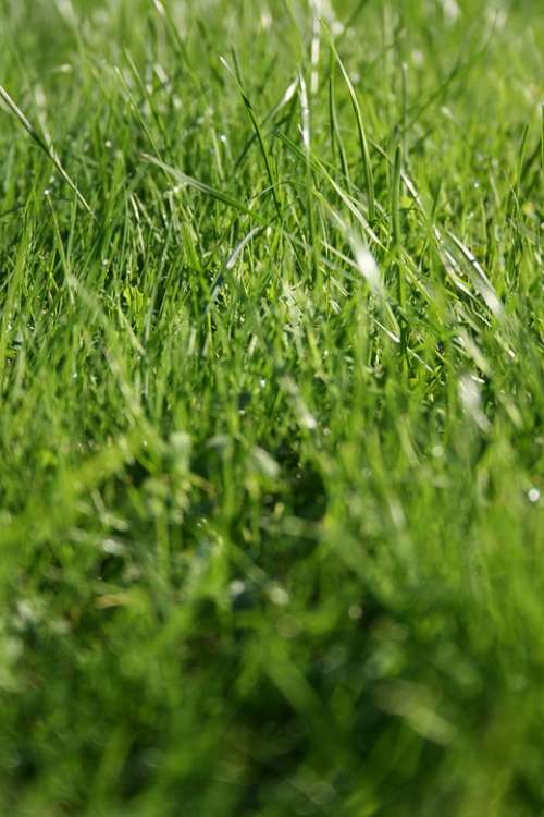 Grass Wild Meadow Green Blade Of Grass Monochrome