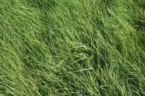 Grass Meadow Green Field Grasses Structure