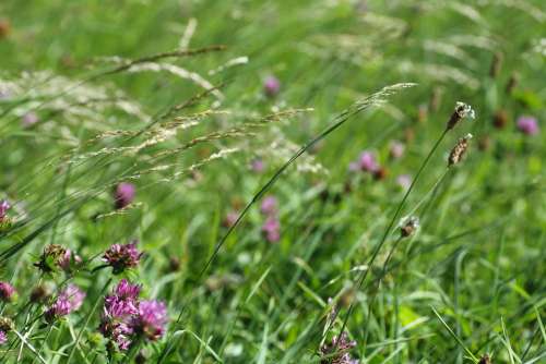 Grass Field Meadow Nature Landscape Rural Sky