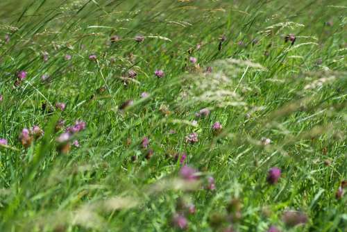 Grass Field Meadow Nature Landscape Rural Sky