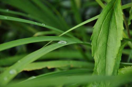 Grass A Drop Of Rain Rosa Wet Green Macro Leaf