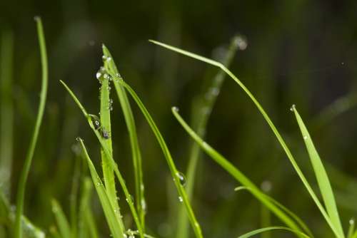 Grass Dew Drip Dewdrop Nature Green Plant Meadow