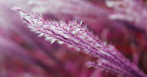 Grass Nature Plant Pink Macro Photography