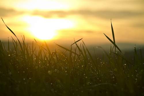 Grass Sunrise Sun Nature Backlighting