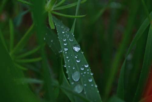 Grass Wet Nature Drops Of Water