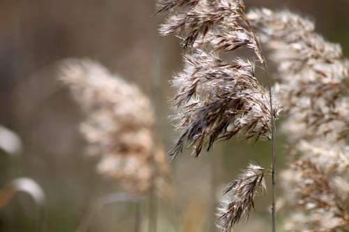 Grasses Bloom Beige Nature Wind Movement Close Up