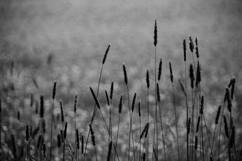 Grasses Halme Monochrome Gloomy Mourning