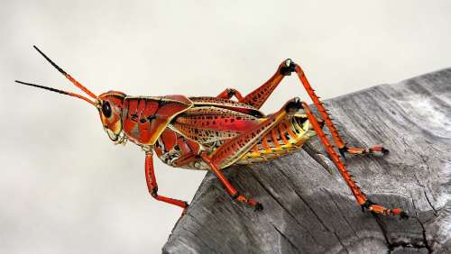 Grasshopper Insect Red Animal Fauna