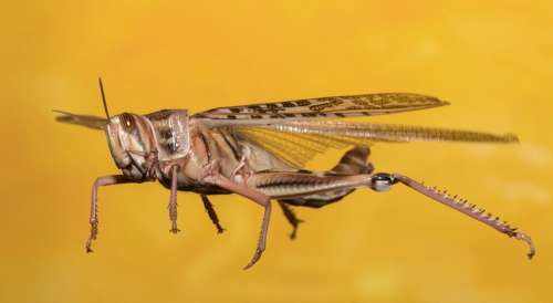 Grasshopper Desert Locust Insect Macro