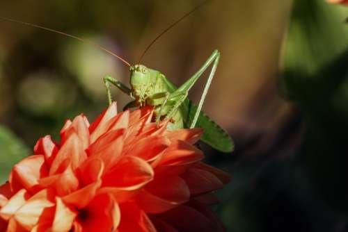 Grasshopper Insect Viridissima Nature