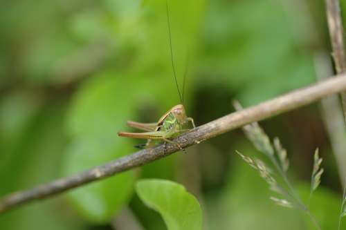Grasshopper Green Insect Nature Animal Viridissima