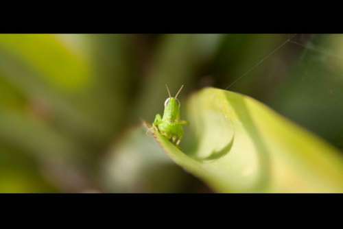 Grasshopper Nature Grass Insect Closeup Micro