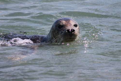 Gray Seal Helgoland Robbe Water Swim