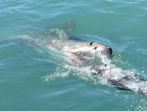 Great Wthite Shark Shark South Africa Africa Nature