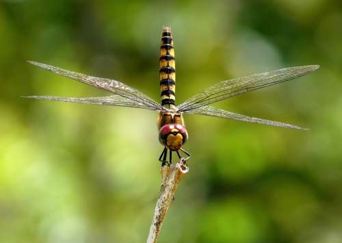 Greater Crimson Glider Dragonfly Insect Macro