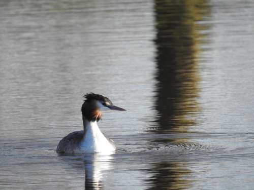 Grebe Waterbirds Bird Nature Water Birds Fauna