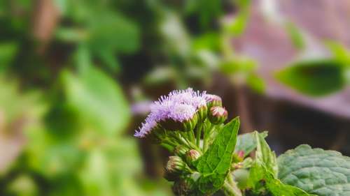 Green Flower Natural Plant Blur Bokeh