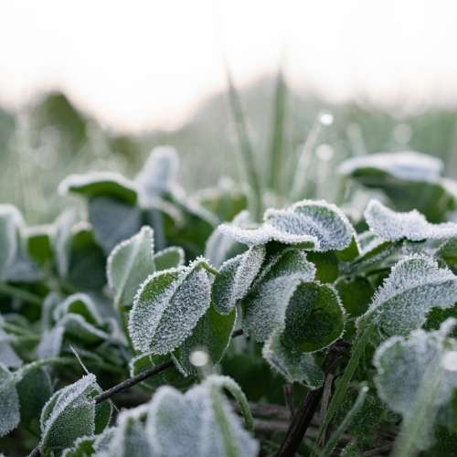 Green Morning Frost Nature Landscape Meadow Grass