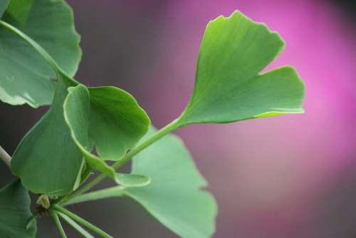 Green Tree Leaf Leaves Purple Rest Relaxation