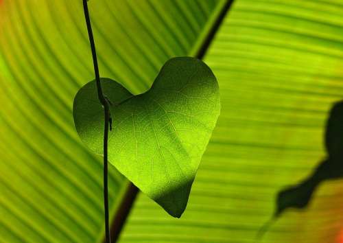 Green Leaf Heart Shadow Play Leaf Veins