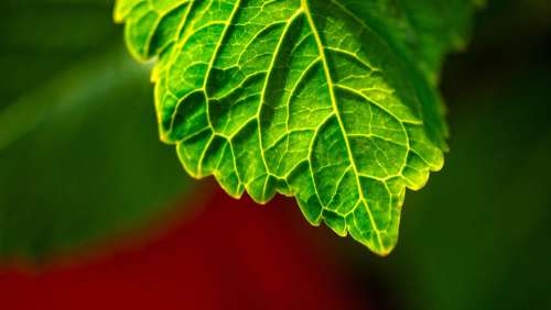 Green Leaf Plant Nature Texture Christmas