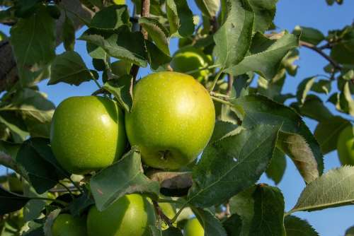 Green Apple Granny Smith Apple Branch