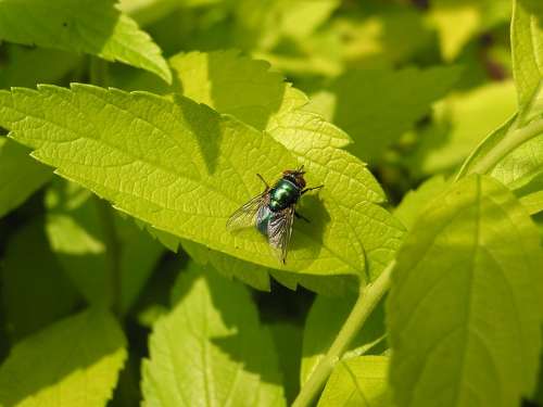 Green Bottle Fly Fly Leaf Green Nature Plant