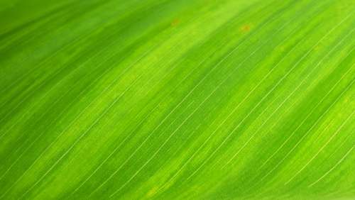 Green Leaf Natural Leaves Structure Texture