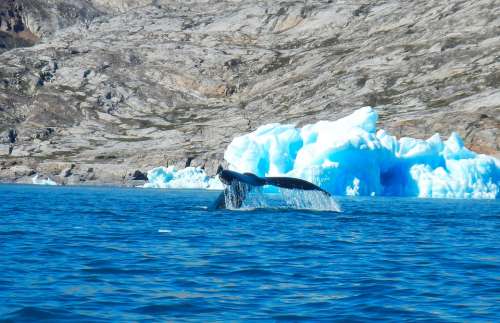 Greenland Whale Iceberg Fjord Sermilik Ice Arctic