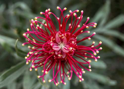 Grevillea Flower Australian Native Pink Red White