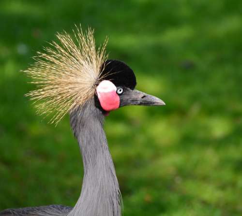 Grey Crowned Crane Headdress Animal World