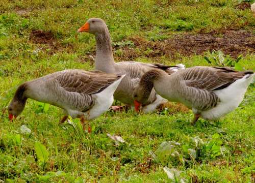 Grey Geese Geese Eating Poultry Birds